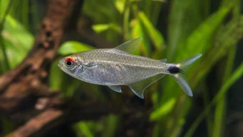 Moenkhausia sanctaefilomenae Moenkhausia s červenými očami