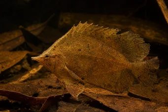 Monocirrhus polyacanthus Hasič