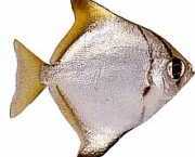 Monodactylus argenteus Mesačná ryba