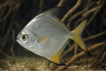Monodactylus argenteus Mesačná ryba