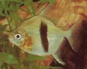 Myleus schomburgkii Schomburgk Myleus, čierny bar myleus