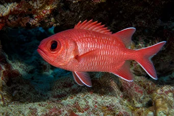 Myripristis murdjan Červený