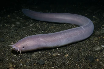 Myxine glutinosa Bežný myxín
