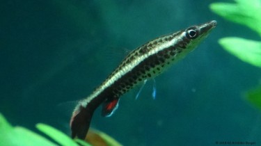 Nannobrycon eques Ceruzka