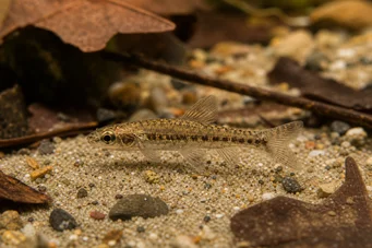 Nannocharax parvus (Nannocharax s veľkým pásom)