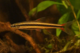 Nannostomus beckfordi (Ceruzka)