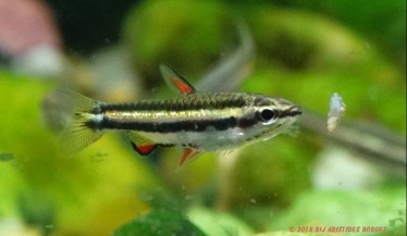 Nannostomus marginatus Trpasličí ceruzka ryby