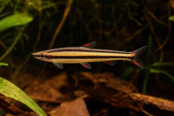Nannostomus marginatus (Trpasličí ceruzka ryby)