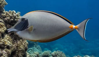 Naso lituratus (Nosné oranžové ostrohy)