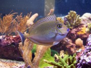 Naso Lopezi Štíhle naso