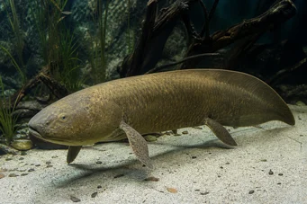 Neoceratodus forsteri (Australian Dipneuste, Barramanda z Aust.)