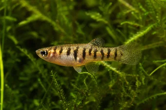Neohaterandria elegans (Elegantná heterandria)