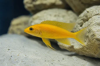 Neolamprologus leleupi (Citrón)