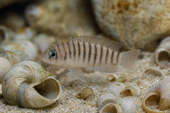 Neolamprologus multifasciatus (Pruhovaný lamprologus)