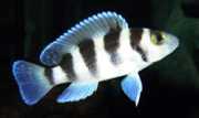 Neolamprologus tretoceph... Päť -pásmový neolamp...