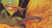 Neolebias ansorgii Characin de Ansorge, Rou...
