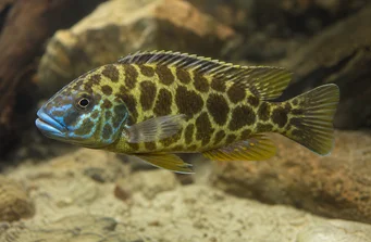 Nimbochromis venustus (Venustus, Peacock Covers)
