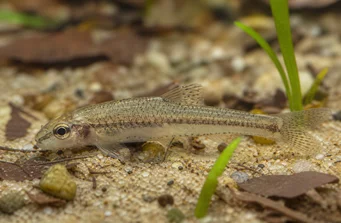 Odontocharacidium aphanes Odontocharacidium afány