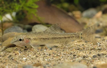 Odontocharacidium sp. aff. aphanes Zelený trpaslík
