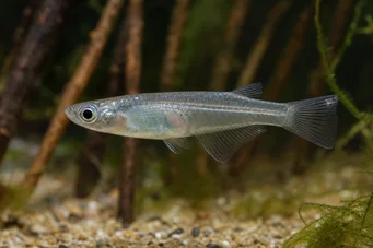 Oryzias melastigma Killi z Java