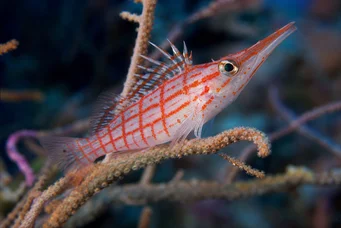 Oxycirrhites typus Škótsky