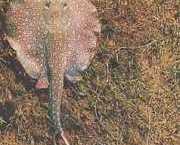 Paratrygon orbicularis Orbiculárna čiara