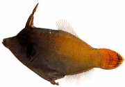 Pervagor melanocephalus Rýb s červeným chvost...