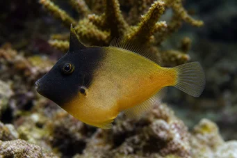 Pervagor melanocephalus (Rýb s červeným chvostom)