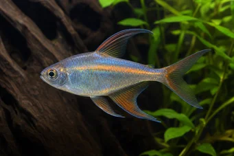 Phenacogrammus Congo II Tetra du Kongo Lemon