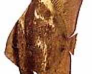 Platax orbicularis Ryba z orbiculárnej net...