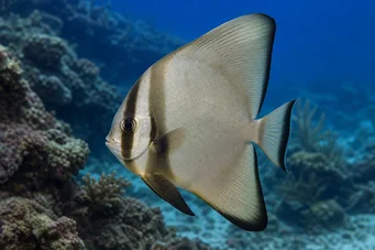 Platax orbicularis (Ryba z orbiculárnej netopierov)