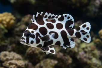 Plectorhinchus chaetodonoides (Arlequin diagram ryby)