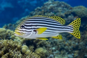 Plectorhynchus orientalis Orientálny gaterin