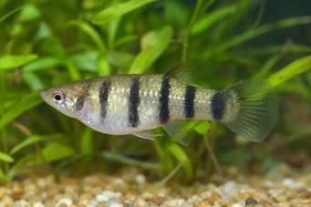 Poecilia nigrofasciata (Poecilia čierneho lúča)
