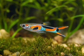 Poecilia sp.endler (Koncový)