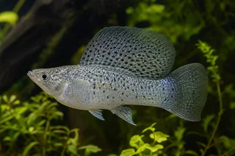 Poecilia velifera (Molly závoj)