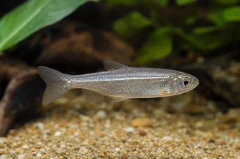 Poissonsus picus (Rýb)