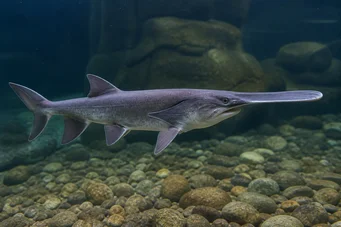 Polyodon spathula (Mississippi Polyodon)