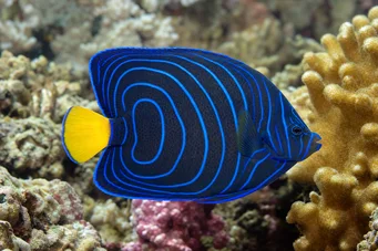 Pomacanthus annularis (Prsteň)