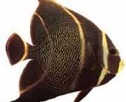 Pomacanthus paru Francúzsky anjel