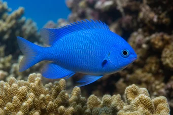 Pomacentrus caeruleus (Modro-zelená dáma)