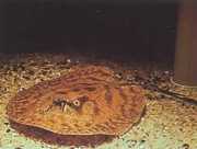 Potamotrygon hystrix Mramorovaná sladkovodn�...