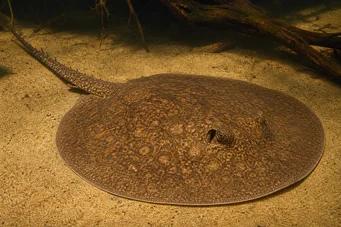 Potamotrygon laticeps (Réie à aiguillon obyčajný)