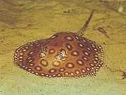 Potamotrygon motoro OCélée sladkovodné pa...