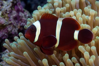 Premnas biaculeatus (Trnitý klaun)