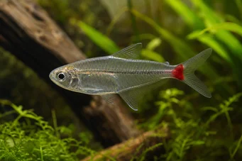 Prionobrama filigera (Červená sklenená charakteristika)