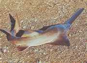 Pristis microdon Ryby zo severného SCIE