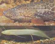 Protopterus aethiopicus ... Etiópsky protopovač