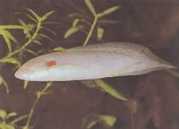 Protopterus annectens an... Africký dipneuste