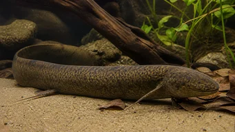 Protopterus annectens annectens Africký dipneuste